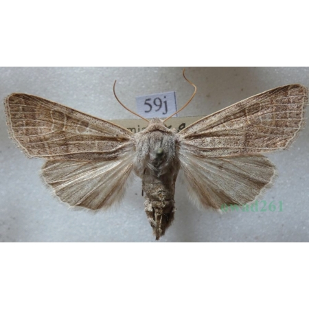 Agrochola humilis (Denis & Schiffermüller, 1775) Czech59j